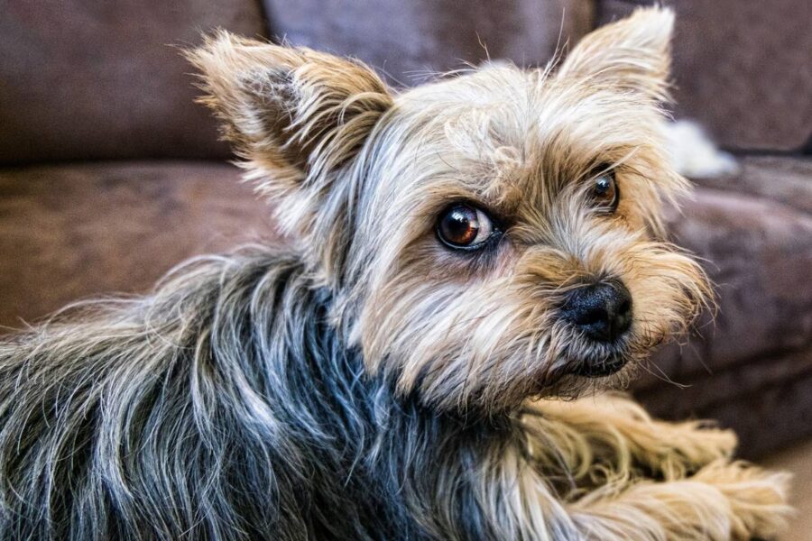 cane yorkshire terrier
