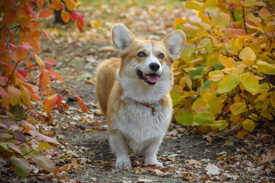 cane della regina elisabetta