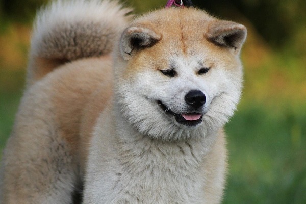 cane dal pelo lungo