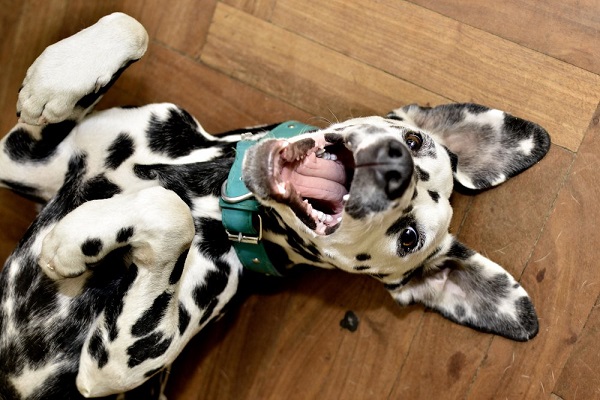 cane dalmata giocherellone