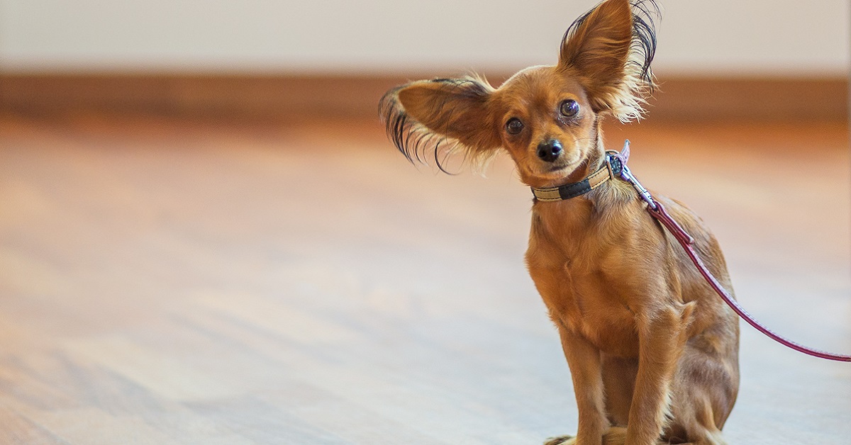 Razze di cani che non vanno d’accordo con i bambini: quali sono e perché