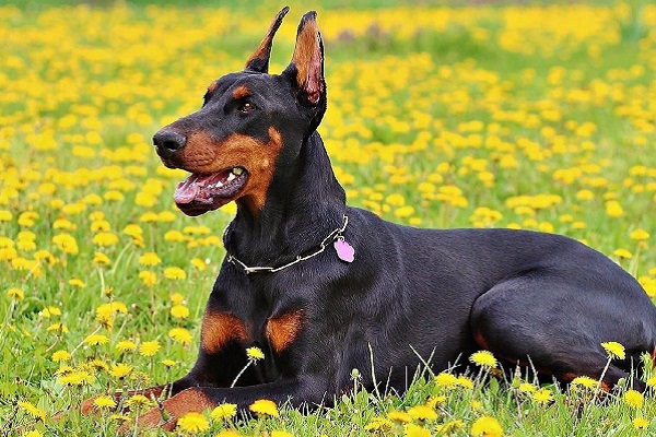 cane nel prato di margherite gialle