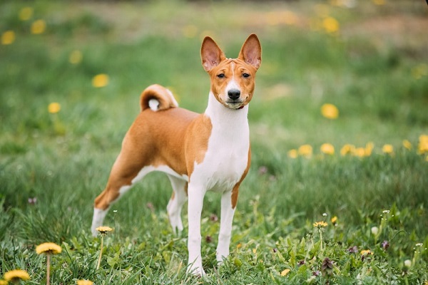 cane basenji