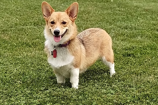 cane corgi su prato