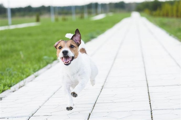 cane che scorrazza su vialetto