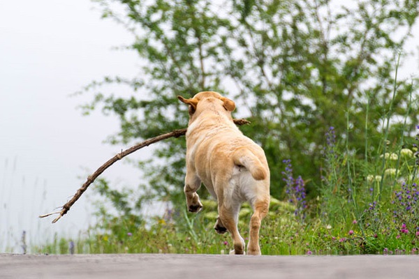 cane che gioca con bastone