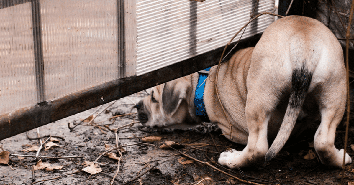 I cani che scappano ritornano sempre? Ecco cosa bisogna sapere