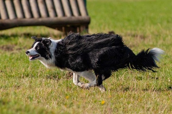 cane che corre all'impazzata