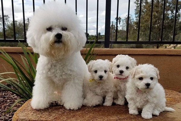 mamma e cuccioli di cane bichon frise