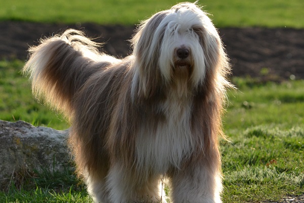 Bearded collie cane