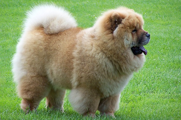 cane chow chow su prato