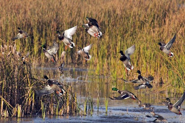 uccelli che vivono nel fiume