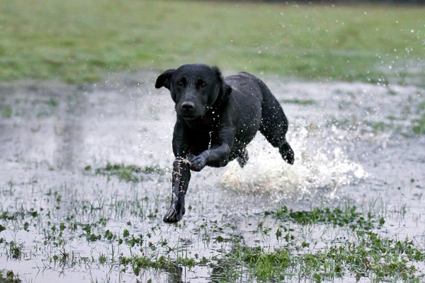 labrador retriever nero