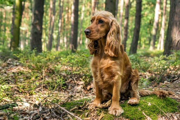 cocker spaniel inglese