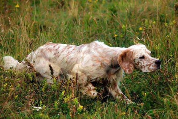 setter inglese cane da punta