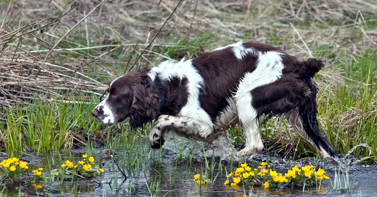 Cani da caccia agli uccelli: quali sono? Elenco di tutte le razze adatte