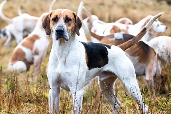 english foxhound