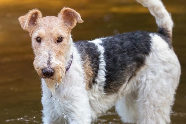 fox terrier a pelo duro