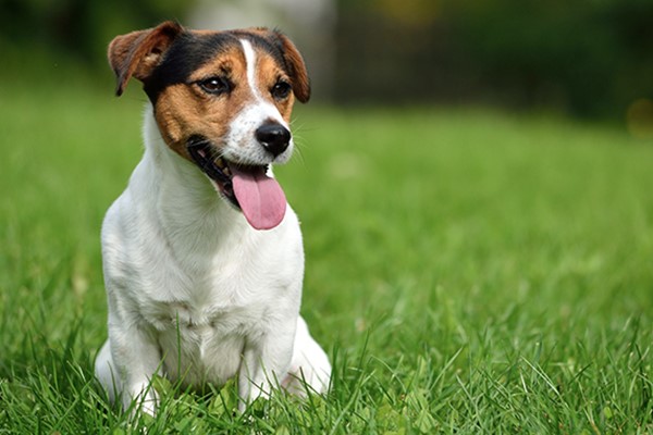 jack russell terrier