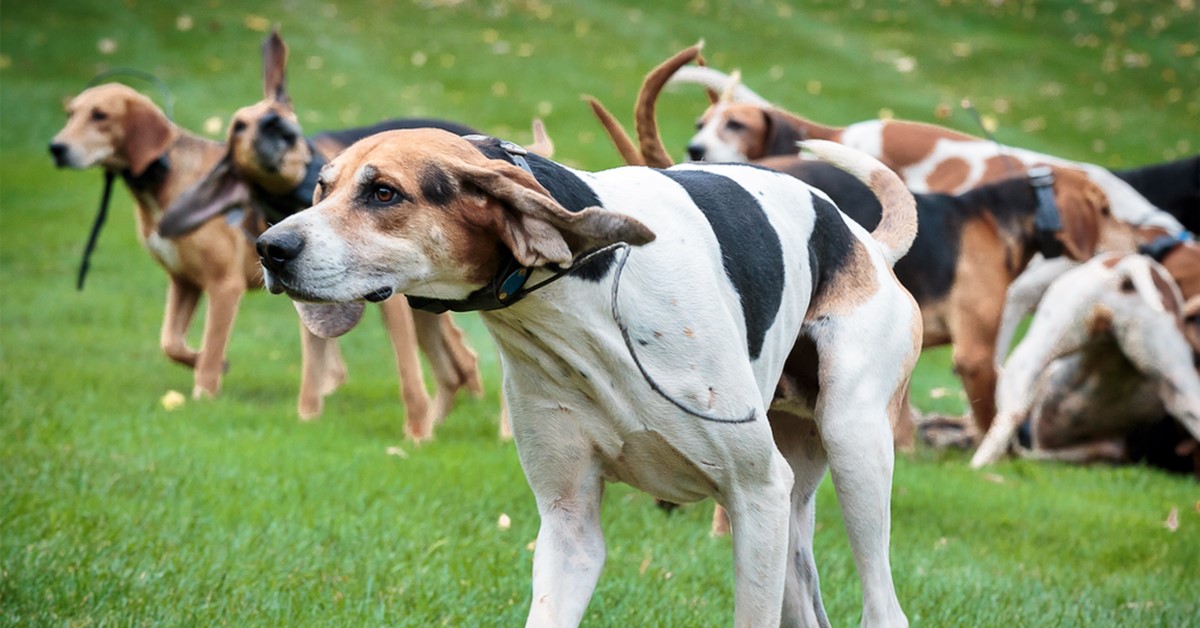 Cani da caccia alla volpe: quali sono? Elenco di tutte le razze adatte