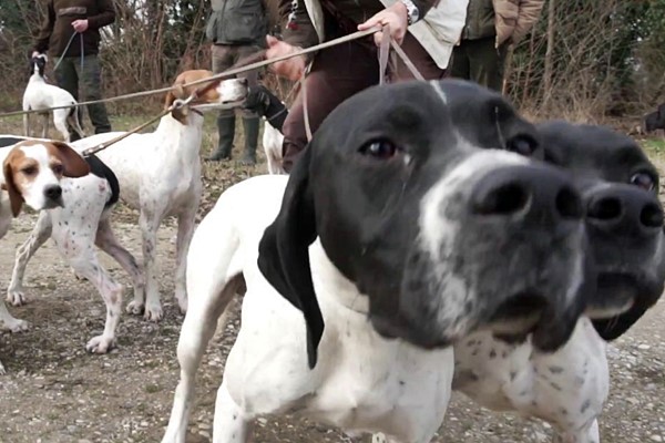 muta di cani da caccia