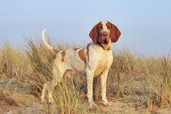 bracco italiano 