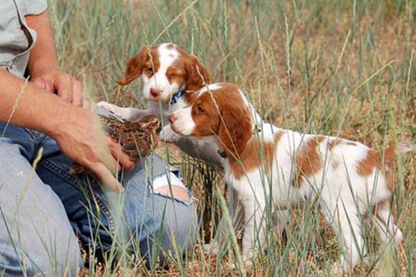 addestrare il cucciolo per la caccia