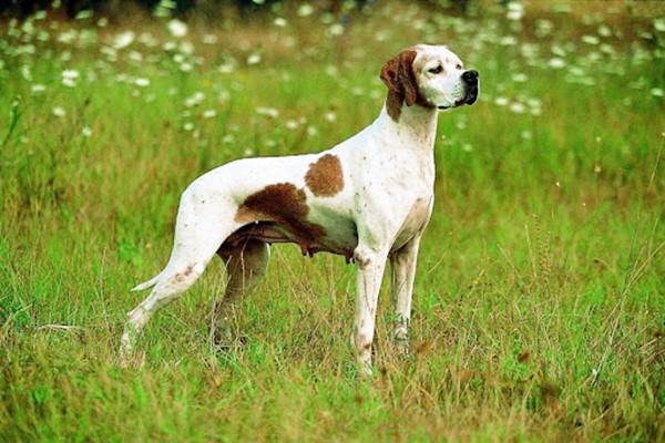pointer inglese sul prato