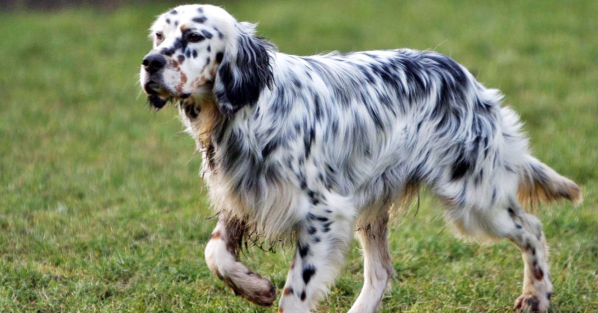 Cani da punta: quali sono le caratteristiche di questi cani da caccia?