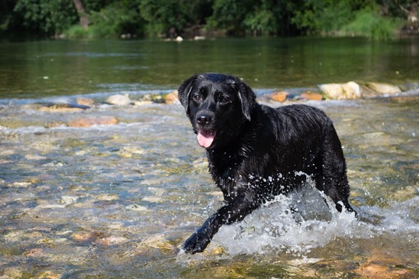 cane che sa nuotare