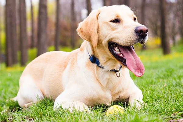 labrador retriever