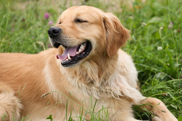 golden retriever