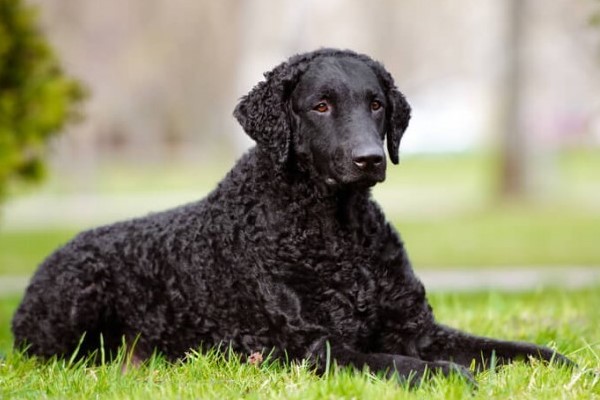 curly coated retriever