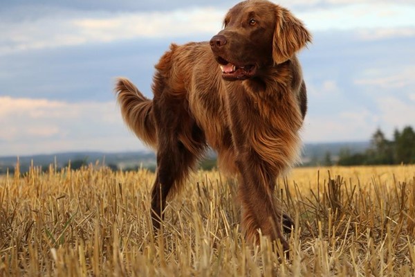 flat coated retriever