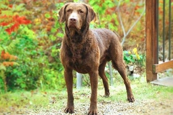 chesapeake bay retriever