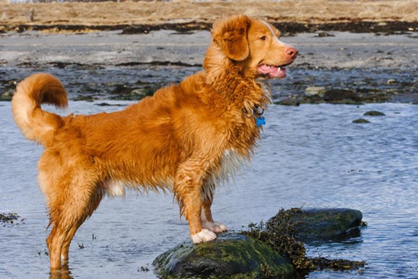 Nova Scotia Duck Tolling Retriever