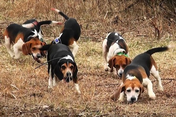 gruppo di beagle che caccia