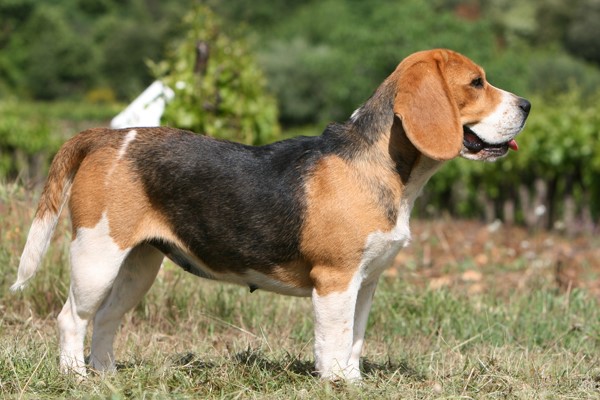 esemplare di beagle