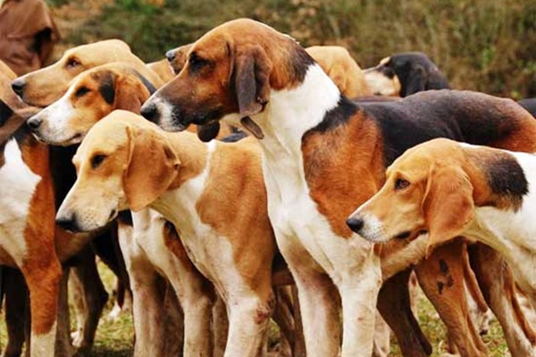 cani di razza foxhound