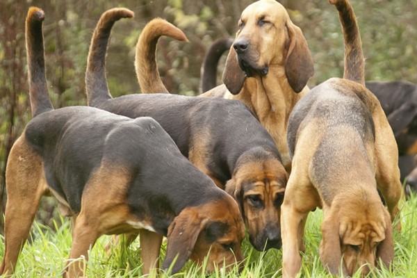 cani bloodhound
