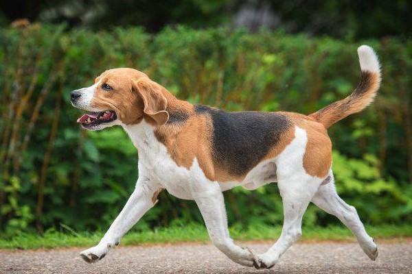 foxhound inglese