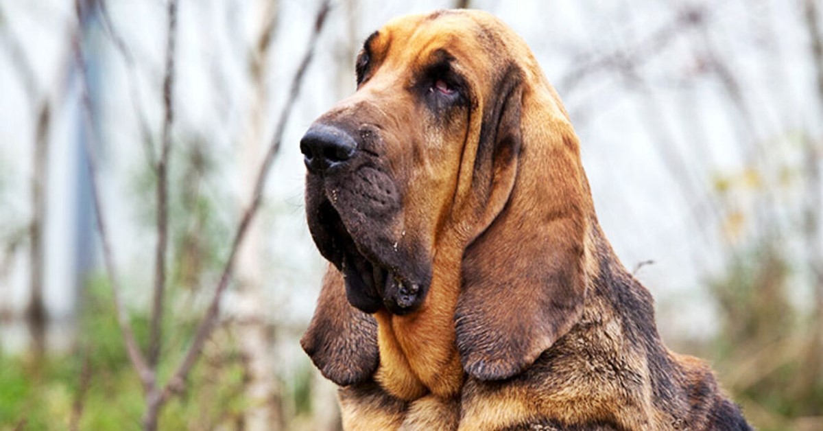 Cani da seguita: quali sono? Elenco di tutte le razze per questo tipo di caccia