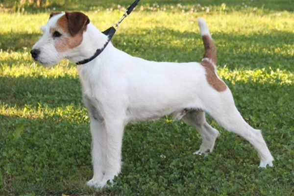 parson russell terrier