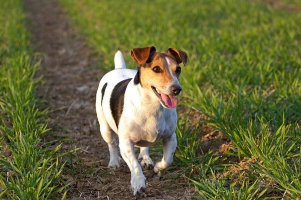 jack russell terrier