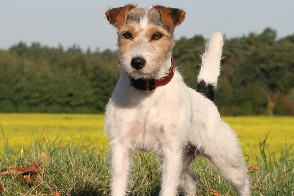 parson russell terrier