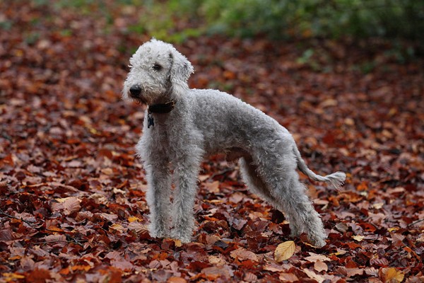 bedlington terrier