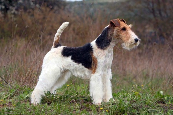 fox terrier a pelo duro