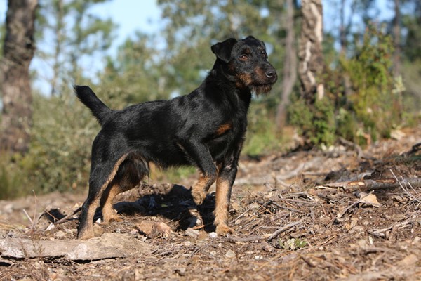 jagdterrier nero focato