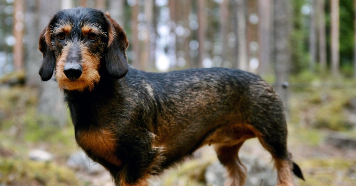 Cani da tana: quali sono? Elenco di tutte le razze per questo tipo di caccia