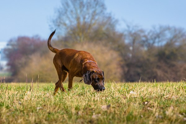 cane che fiuta una traccia